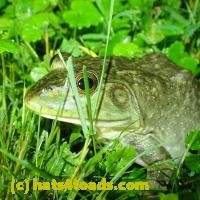 /home//u458753944/public_html/sourcegallery//////////////////////Frogs/More bullfrogs/P6020108.JPG